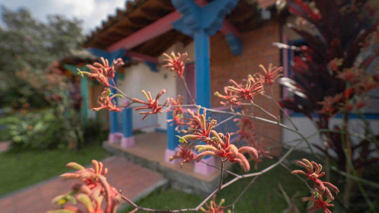 Termales El Otono Hotel La Enea Exterior foto An example of a kangaroo paw